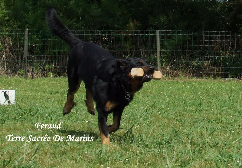 Feraud De La Terre Sacrée De Marius