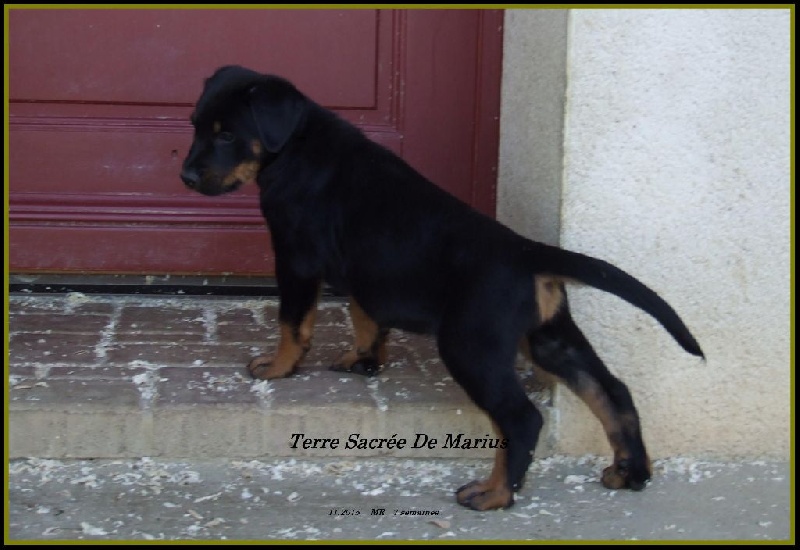 Lord marley De La Terre Sacrée De Marius