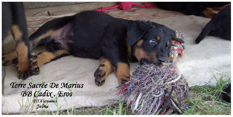 Jalna De La Terre Sacrée De Marius