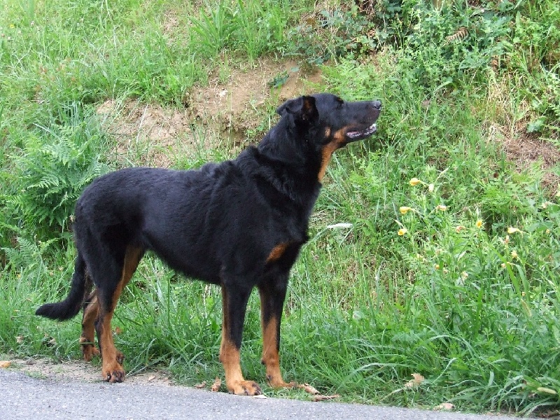 Cheyenne De La Terre Sacrée De Marius