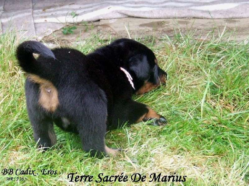 Jip De La Terre Sacrée De Marius