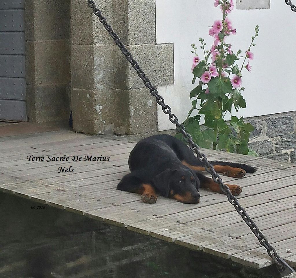 Nels De La Terre Sacrée De Marius