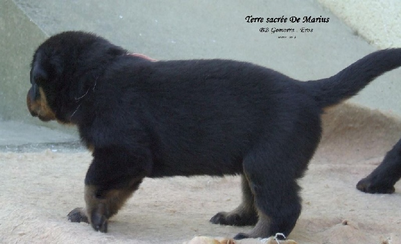 Jowena De La Terre Sacrée De Marius