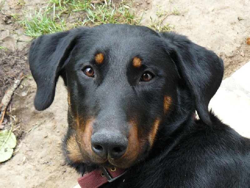 Daïko De La Terre Sacrée De Marius