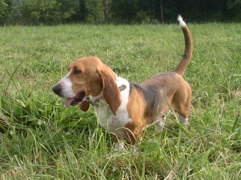 Azzaro de la petite dordogne