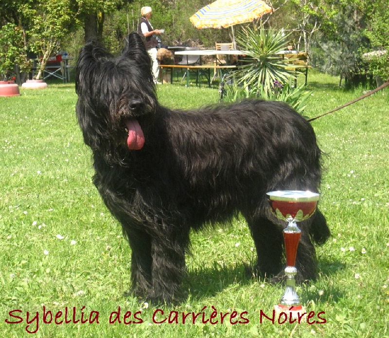 Sybellia Des carrieres noires