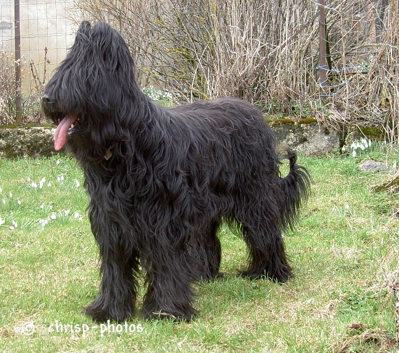 Sybellia Des carrieres noires