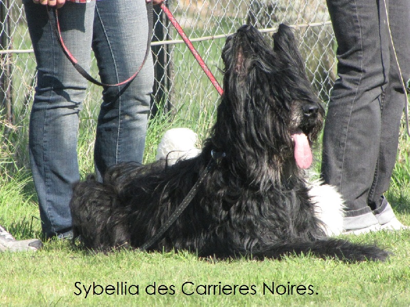 Sybellia Des carrieres noires