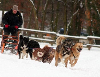 Accueil Elevage Aegirsson Eleveur De Chiens Chien