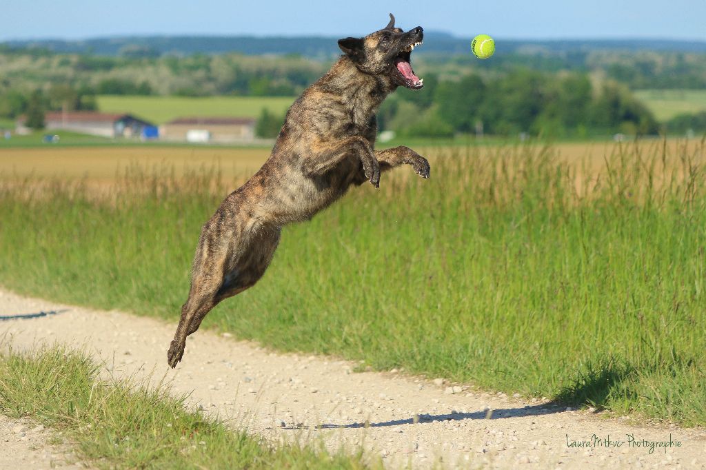 Jump of Saint John's