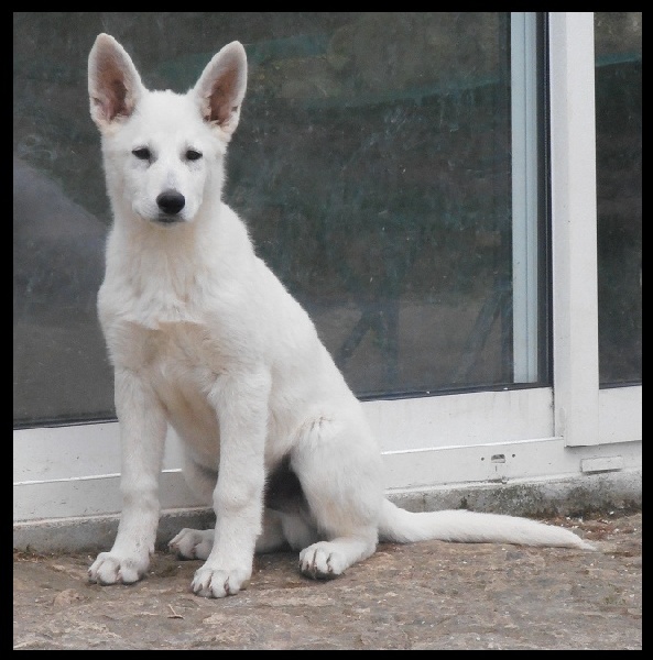 Chiot Elevage Des Hauts De Charente Eleveur De Chiens