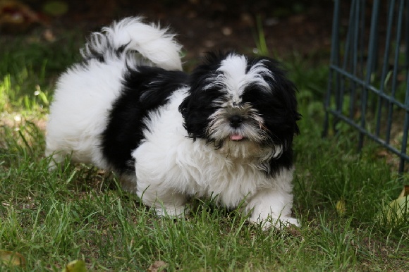 Accueil Elevage Familial De Shih Tzu Bienvenue Chez Les