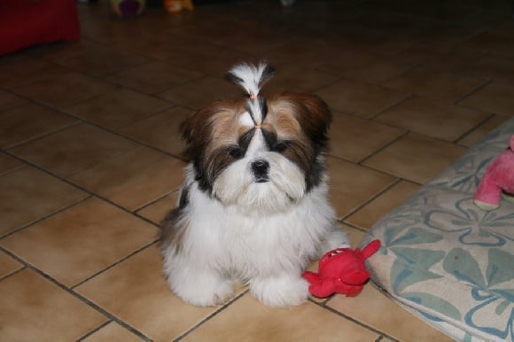 Accueil Elevage Familial De Shih Tzu Bienvenue Chez Les