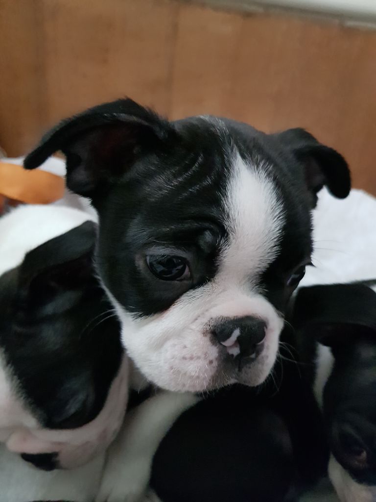 Chiot Boston Terrier, mâle disponible en Auvergne-Rhone-Alpes, 73 