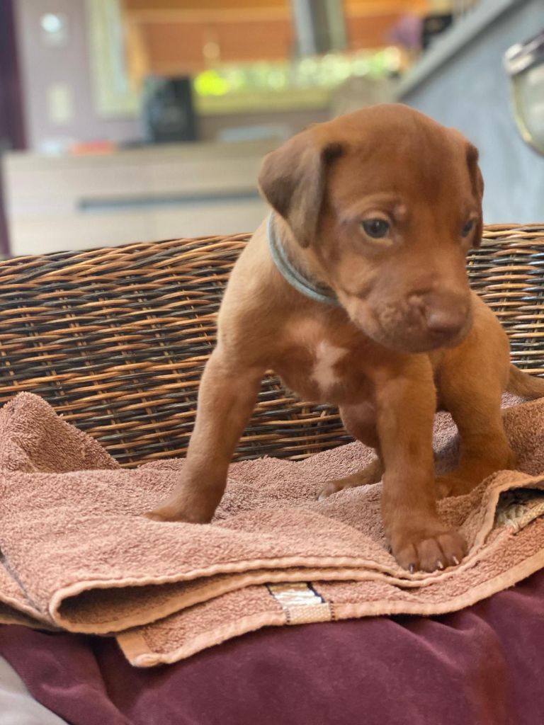 Tous Nos Chiots Vendre De Race Rhodesian Ridgeback En France