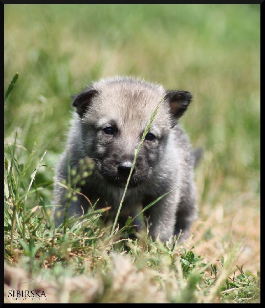 Chiot Elevage De Chien Loup De Saarloos Dans Le Puy De