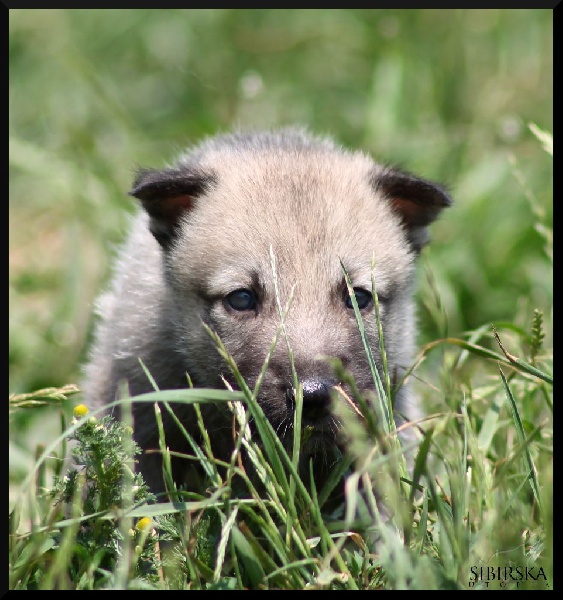 Chiot Elevage De Chien Loup De Saarloos Dans Le Puy De