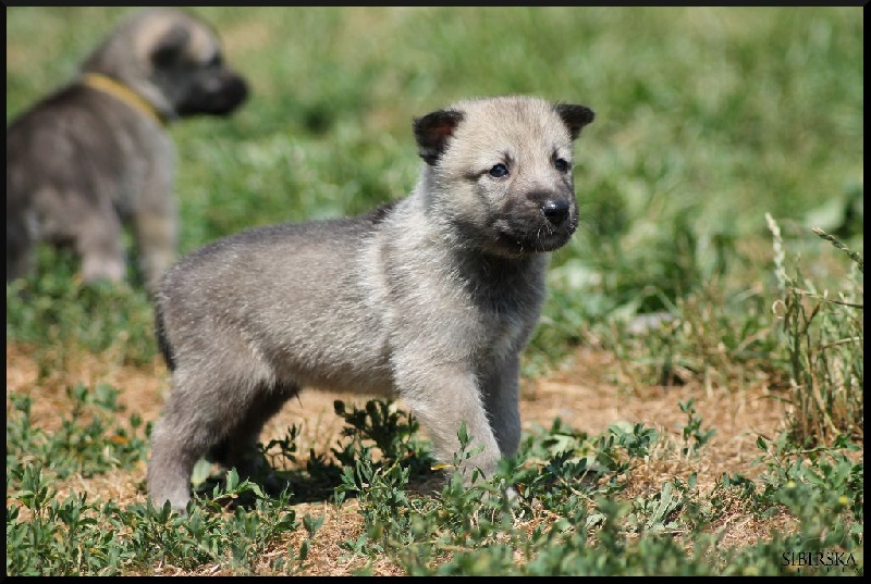 Chiot Elevage De Chien Loup De Saarloos Dans Le Puy De