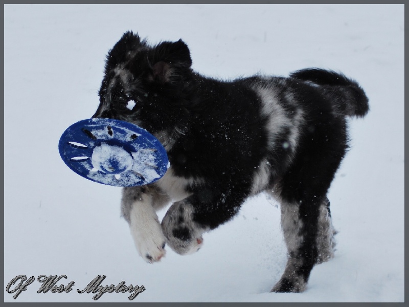 F'little blue wolf de l'Herbier Féerique