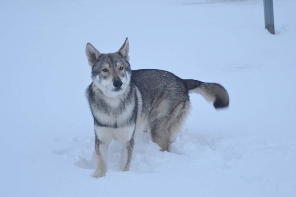 Lord skÖll Tawamiciya