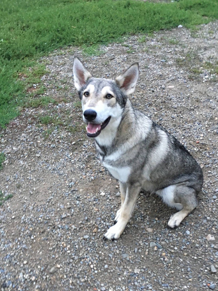 Lakota shunka warak'in Tawamiciya