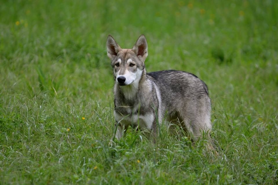 Lakota shunka warak'in Tawamiciya