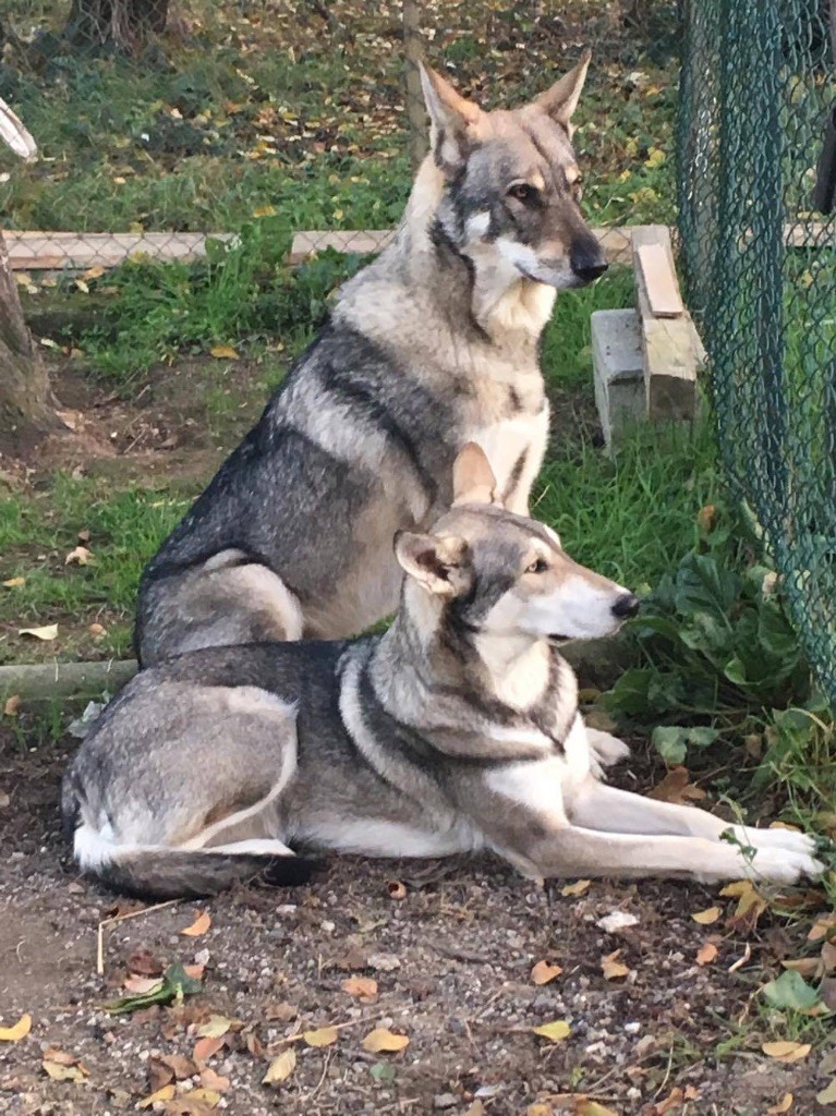 Lakota shunka warak'in Tawamiciya