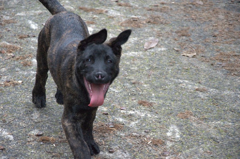 Chiot Berger Hollandais Mâle Disponible En Bretagne 56