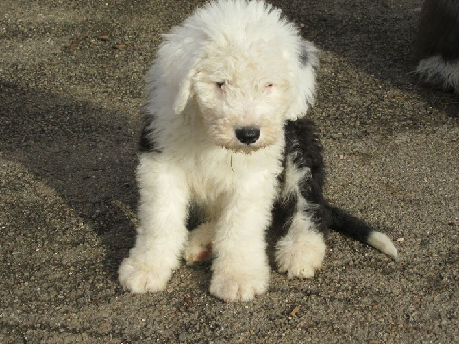 Accueil Elevage Du Clos Du Grand Breuil Eleveur De Chiens Bobtail