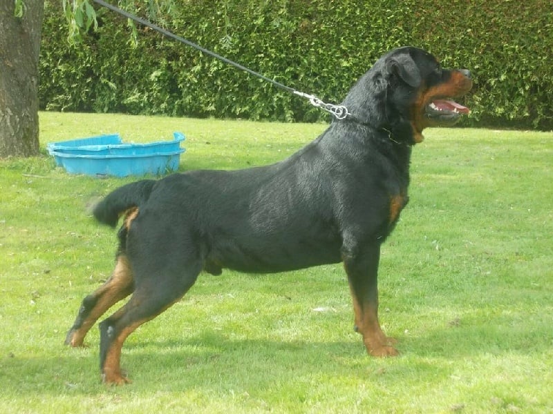 Elto Von Der Muhle Rott