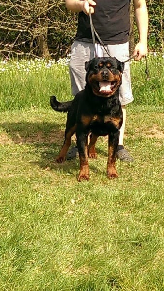 Elto Von Der Muhle Rott