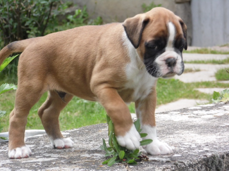 Chiot Boxer Chiot Boxer 5721 Male Disponible En Auvergne Rhone Alpes 43 Loire Haute Toutes Les Portees Les Chiots De Race Les Eleveurs Et Chiens De Race Sont Sur Chiens De France Com