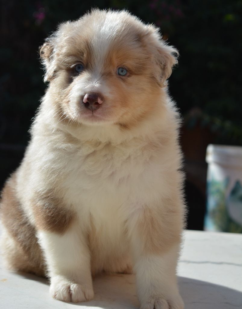 berger australien de la vallee magique vendre chiots