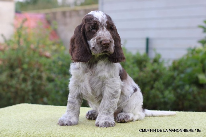 Accueil Elevage De La Mahonniere Eleveur De Chiens Cocker Spaniel Anglais