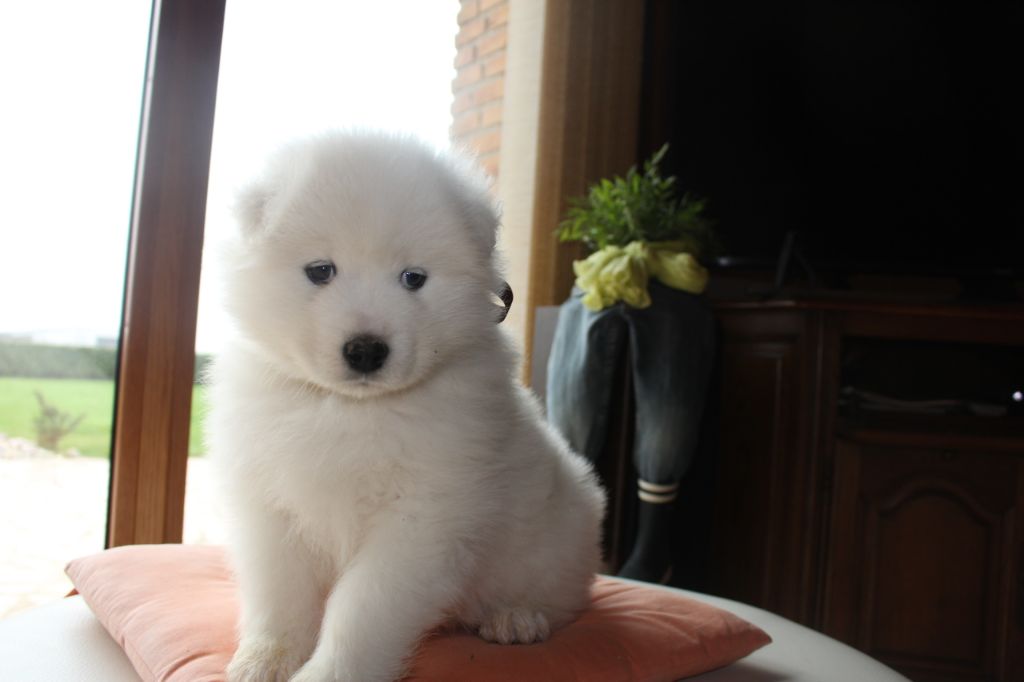 Chiot Elevage Du Jardin Des Petits Choux Eleveur De Chiens Samoyede