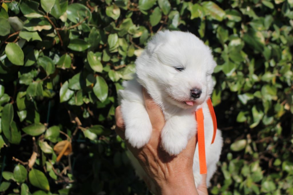 Chiot Samoyède Collier Orange Femelle Disponible En