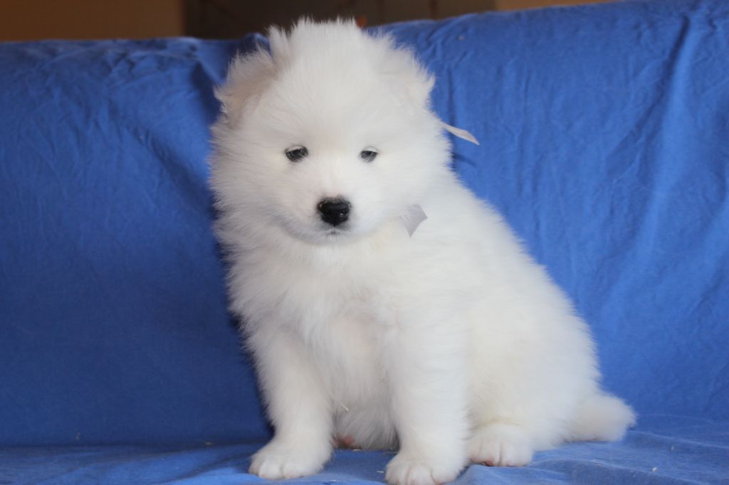 Chiot Samoyede Collier Blanc Male Disponible En Normandie 76 Seine Maritime Toutes Les Portees Les Chiots De Race Les Eleveurs Et Chiens De Race Sont Sur Chiens De France Com