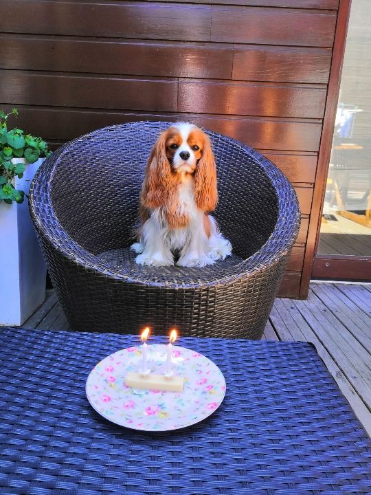 Accueil Elevage Des Jardins De Bagatelle Eleveur De Chiens Cavalier King Charles Spaniel