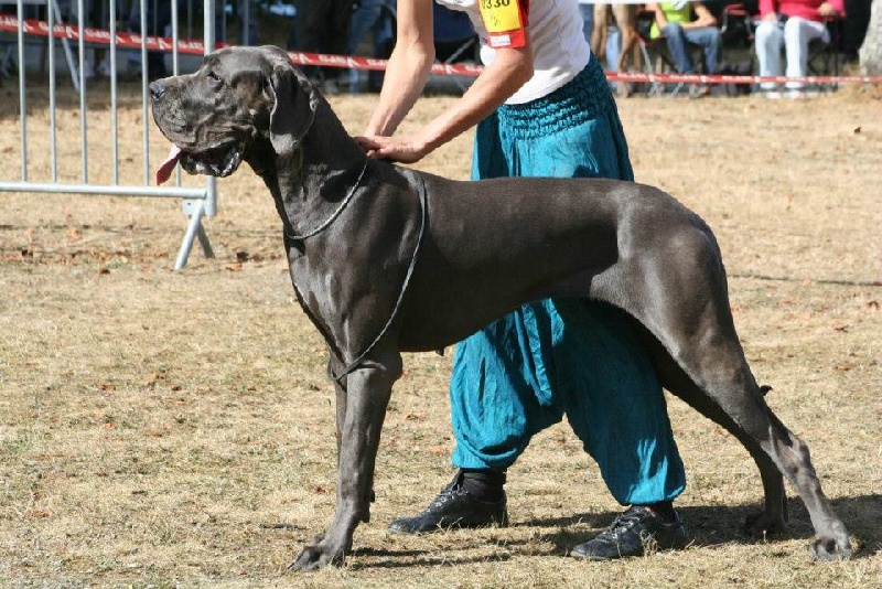 CH. Garoutskaina de l'Outsaïna