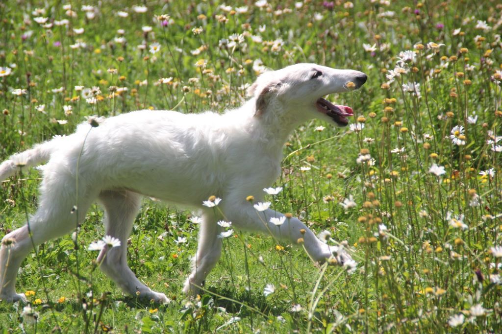 Accueil - Elevage Du grand fresnoy - eleveur de chiens Barzoi