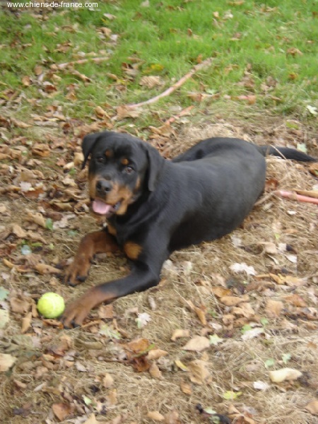 Vénus des rotts de la Catee