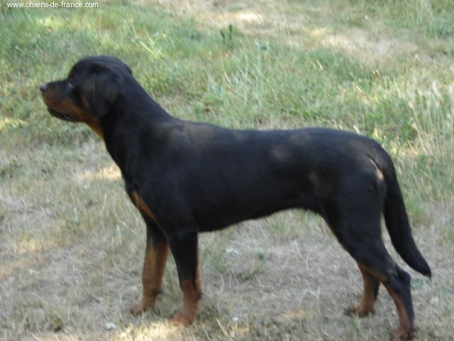 Vénus des rotts de la Catee