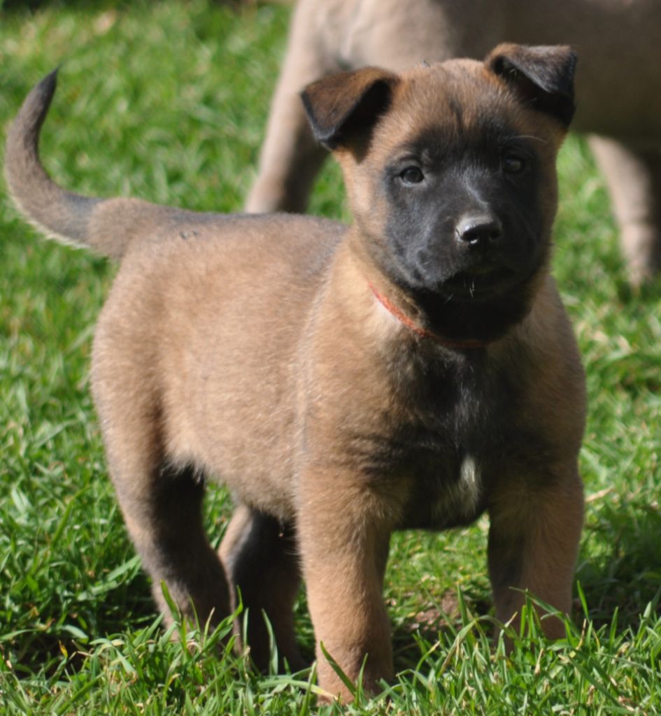 Chiot - Elevage De La Mare Aux Charmes - Eleveur De Chiens Berger Belge