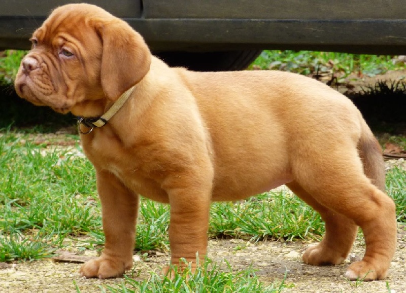 Chiot Elevage De L Acajou Dogue Eleveur De Chiens Dogue De Bordeaux