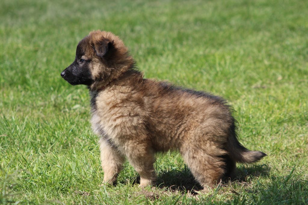 Photo Elevage Du Domaine D Aillam Tenroc Eleveur De Chiens Berger Belge