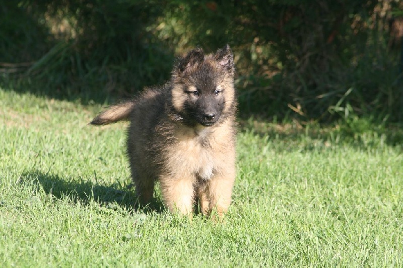 Photo Elevage Du Domaine D Aillam Tenroc Eleveur De Chiens Berger Belge