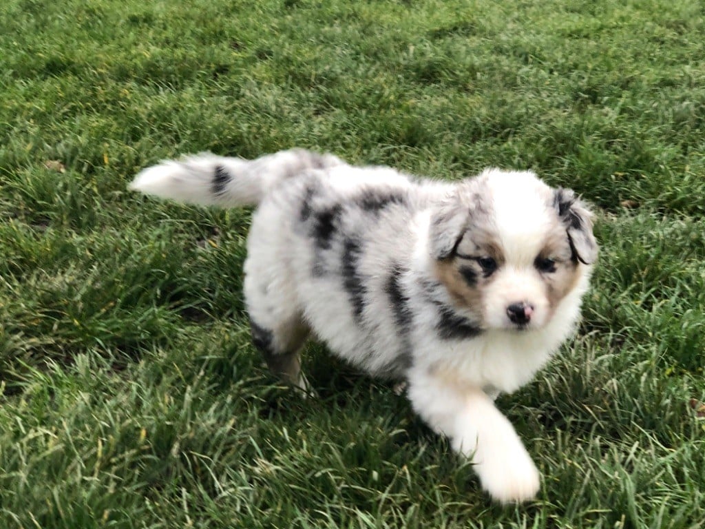 Chiot Berger Australien Chiot Bleu Merle 1 Mâle Disponible