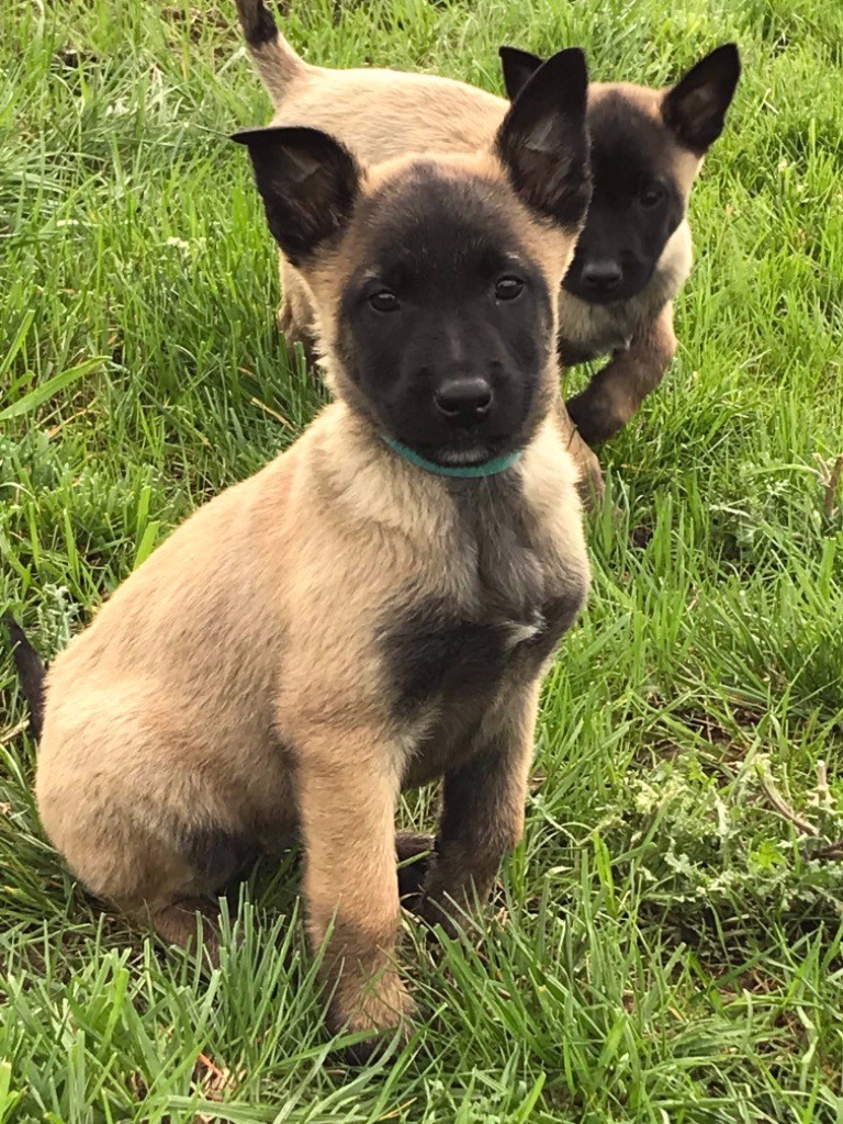 Chiot Elevage Du Chemin Du Tro Breizh Eleveur De Chiens Berger Belge Malinois