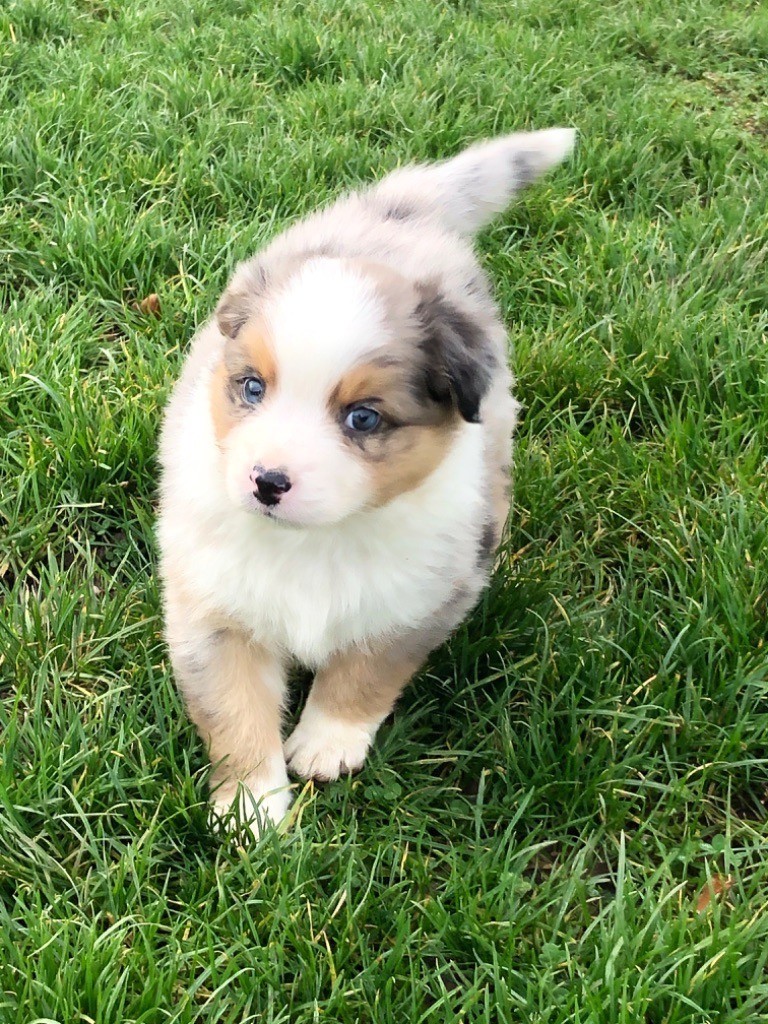 Chiot Berger Australien Chiot Bleu Merle 2 Mâle Disponible