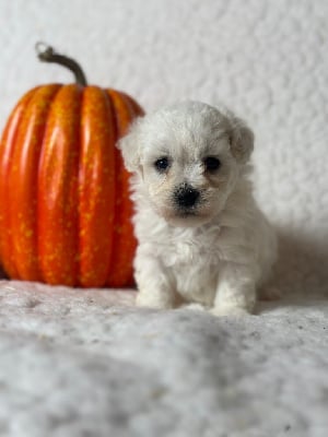 Bichon Frise - du moulin de madjurie